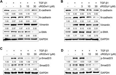 Effects of cilengitide derivatives on TGF-β1-induced epithelial-to-mesenchymal transition and invasion in gefitinib-resistant non-small cell lung cancer cells